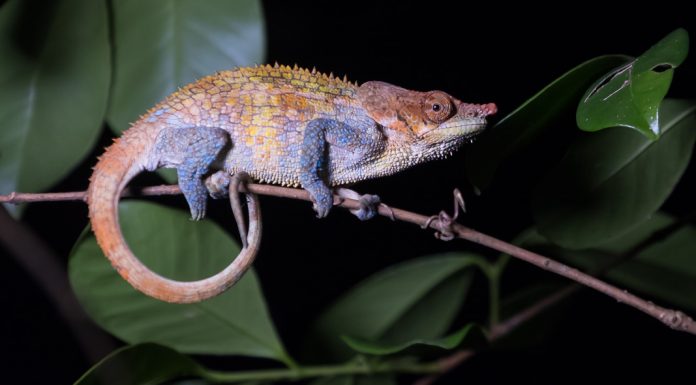 Madagaskars Tierwelt entdecken und fotografieren (Gastbeitrag) Madagaskar Tierfotografie - Chamäleon bei Nacht