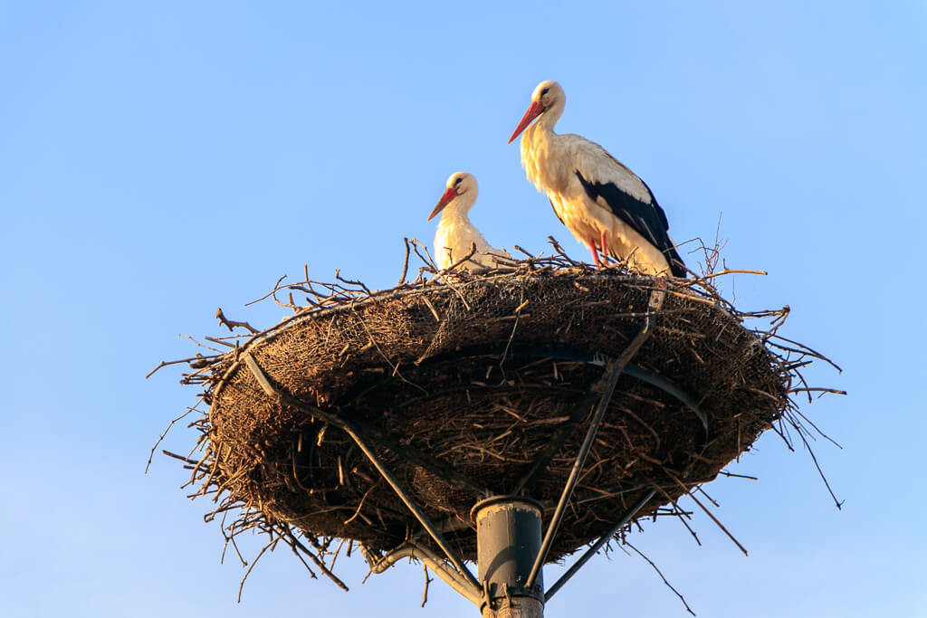 Storchennest in Apetlon am Neusiedler See