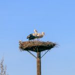 TP_Neusiedler_See_Fruehling_small_IMG-4185