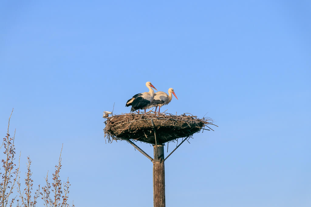 Störche bei der Paarung