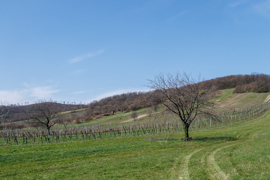 Kirschblütenwanderung in Purbach