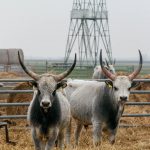 Ungarische Steppenrinder am Neusiedler See