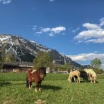 TP_Aktivurlaub_Huettenwochenende_Ramsau_small_IMG-4030