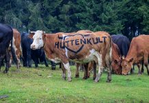 Hüttenkult im Herzen Kärntens: Wandern und Kulinarik im Herbst Hüttenkult in Kärnten