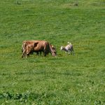 Das freut besonders die jungen Kälber