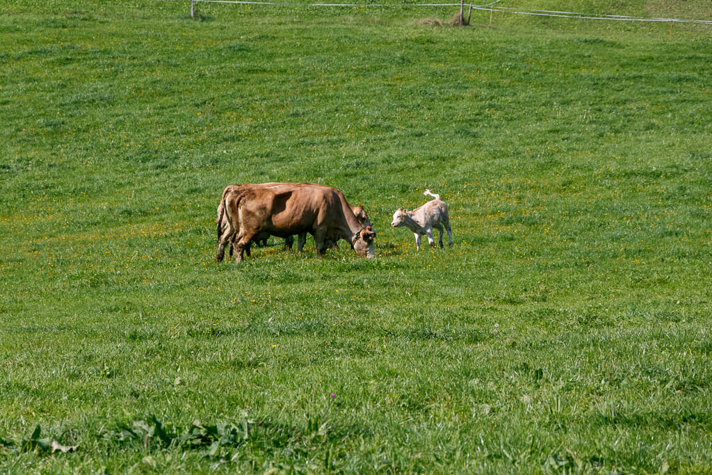 Urlaub am Bauernhof am Dichtlhof im Salzburger Land