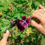 Wünderschöne Käsepappel-Blüten