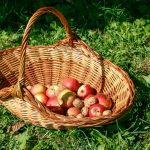 Das Körberl füllt sich rasch mit Äpfel und Nüssen