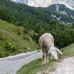 Schaf am Vršič Pass
