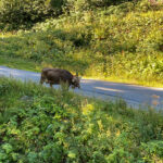 Almabtrieb im Montafon