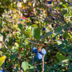 Wildwachsende Heidelbeeren im Montafon