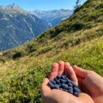 Heidelbeeren sammeln im Montafon