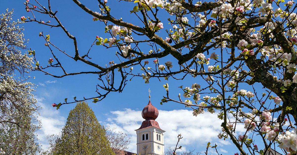 Blühende Oststeiermark mit Obstbaumallee
