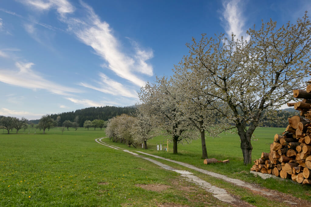 Blühende Oststeiermark mit Obstbaumallee