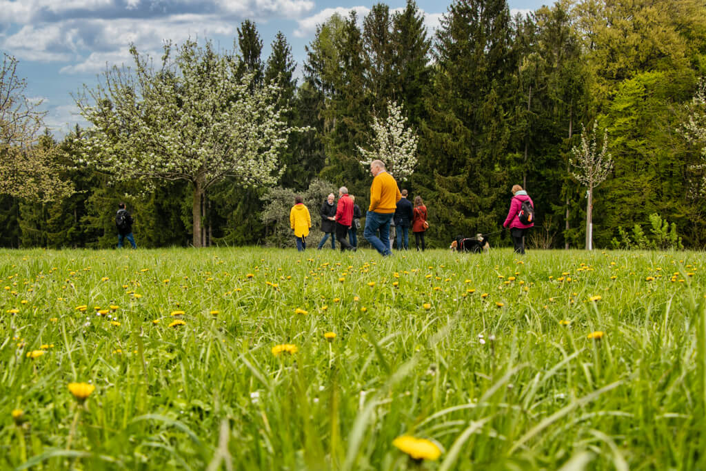 Streuobstwiese im Naturpark Pöllauer Tal