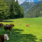 Kuhherde bei Ramsau am Dachstein